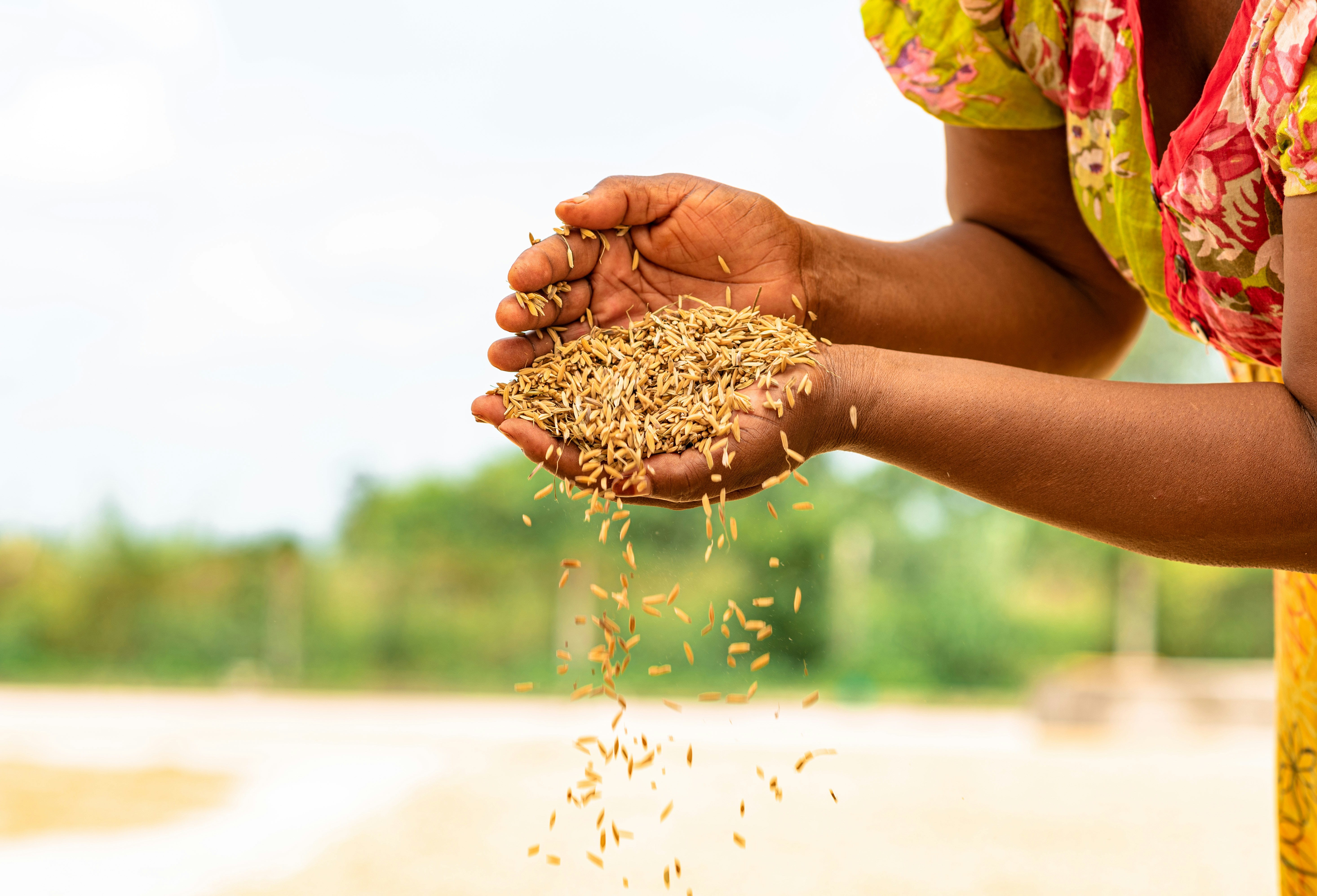 African farmer holding harvested grain